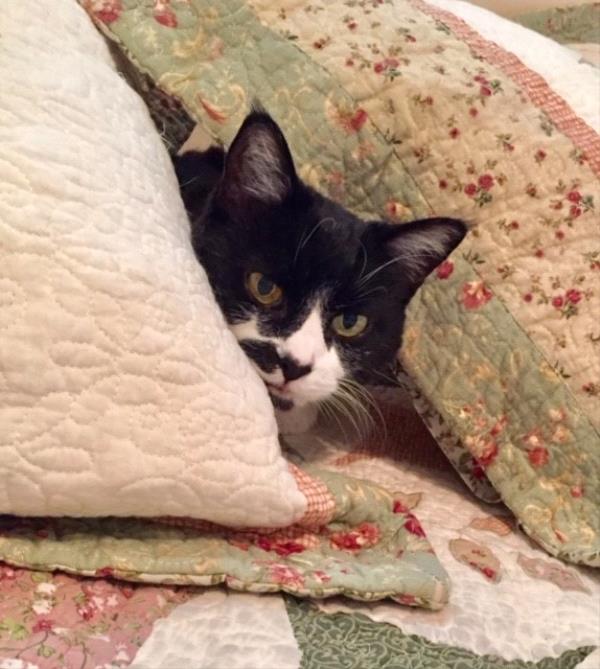 /Images/uploads/Friends of Seal Beach Animal Care Center/2022sbacc/entries/21772thumb.jpg